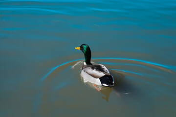 Lone duck paddling through water.