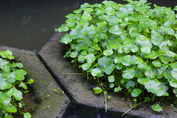 Centella asiatica (gotu kola). Raindrops on leaves