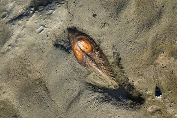 Detail of swan mussel, Anodonta cygnea, crawling in mud on bottom of pond. Freshwater mussel in habitat. Mollusc with shell leaving trace in mud.