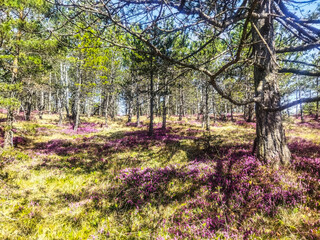 Mountain flowers in spring, may