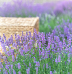 Perspective background with wooden table for your design. Lavender field region Provence - 780941886
