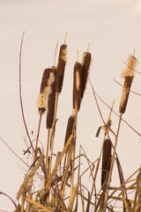 Dry cattails