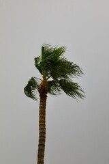 Hurricane wind in the tropics 