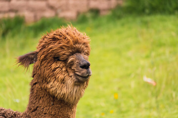 Profile coffee alpaca portrait in the Andes mountain range with a blue sky illuminated with natural...