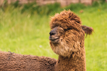 Profile coffee alpaca portrait in the Andes mountain range with a blue sky illuminated with natural...