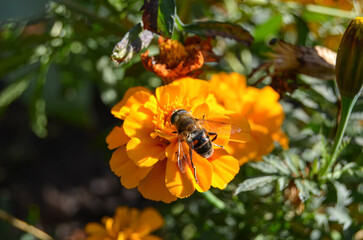 bee on a flower macro