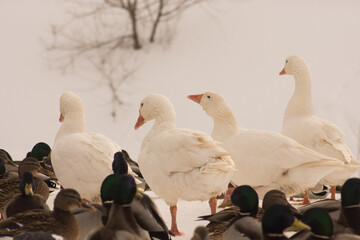  few white geese
