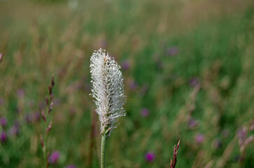Medium plantain grass