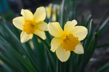 yellow daffodils 
narcissus in spring