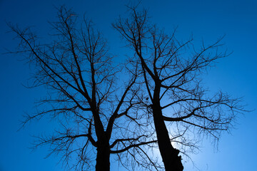 leafless plane tree silhouettes. blue sky background.