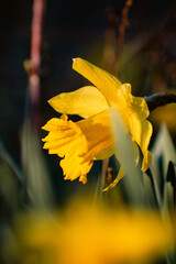 yellow daffodil flower
