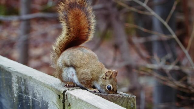Canadian squirrel eats nuts in the park. harming little Canadian squirrel in the spring on a wooden railing in the park eats nuts. Nova Scotia, Canada. Cute squirrel on a trail in a canadian park 