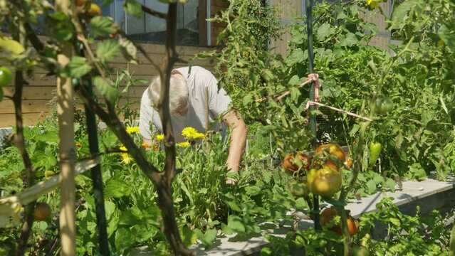 A senior lady among raised garden beds full of various vegetables and herbs removes dead leaves and weeds. Lush and permaculture vegetable garden that thrives under watchful eye of a caring gardener.