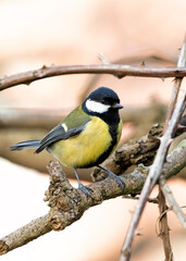 Great Tit (Parus major) - Widespread across Europe & Asia