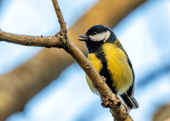 Great Tit (Parus major) - Widespread across Europe & Asia
