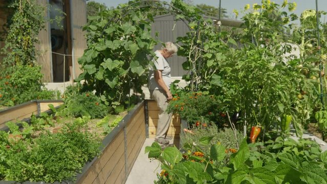 Mature lady pulls weeds from raised beds where she successfully grows vegetables. Lush permaculture garden with vegetables and herbs thriving under watchful eye of a caring and experienced gardener.