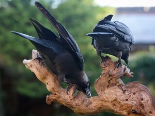 Jackdaws Perched on a Log