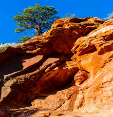 Pinyon Pine Tree on Red  Sandstone Cliff,  West Rim Trail, Zion National Park, Utah, USA
