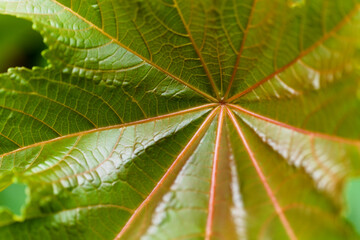 Flora of Gran Canaria - leaf of Ricinus communis, the castor bean, introduced species, natural macro floral background
- 780954876