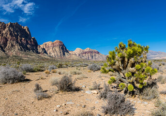 Cactus and Joshua Tree on The First Creek Trail, Red Rock Canyon National Conservation Area, Mountain Springs, Nevada USA
