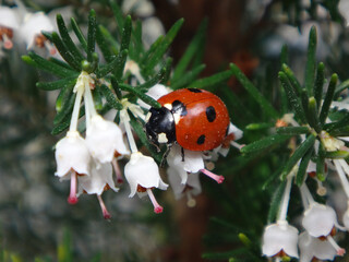 Seven-spot ladybird beetle (Coccinella septempunctata) resting white heather flowers and dusted with their pollen