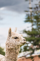 Portrait of white alpaca of in the Andes mountain range with a blue sky illuminated with natural...