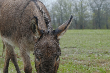Mini donkey in rainy and wet weather on Texas farm, copy space on green field background.