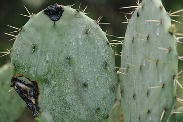 Wet prickly pear cactus closeup with water droplets from rain weather on plant.