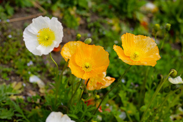 Beautiful poppy flower garden. The Expo’70 Commemorative Park, Osaka, Japan