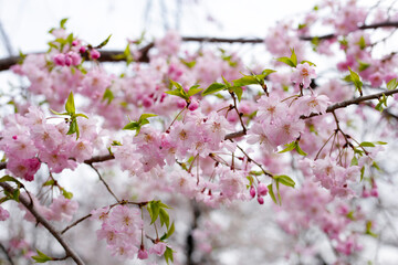 Branches of sakura flowers, cherry blossom
