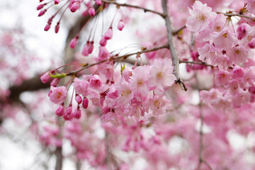 Branches of sakura flowers, cherry blossom