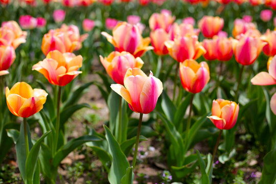 Beautiful tulip flower garden. The Expo’70 Commemorative Park, Osaka, Japan