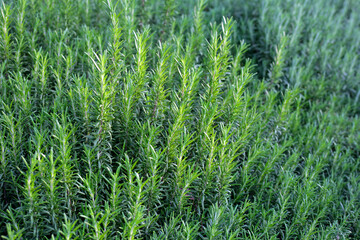 Rosemary plant, Fresh herb in the garden