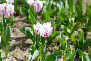 Beautiful tulip flower garden. The Expo’70 Commemorative Park, Osaka, Japan