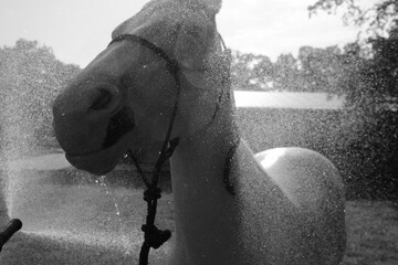 Bathing pet horse closeup on farm in black and white, water splash over face of animal.
