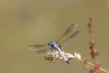 Slaty Skimmer (Libellula incesta) dragonfly