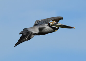 Pelican flying at High Island Beach, Bolivar Peninsula, Texa - obrazy, fototapety, plakaty