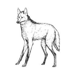 Vector hand-drawn illustration of Maned Wolf in engraving style. Sketch of wild American animal isolated on white. - 780961647