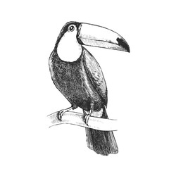 Vector hand-drawn illustration of Toco Toucan in engraving style. Black and white sketch of bird of South America isolated on white.