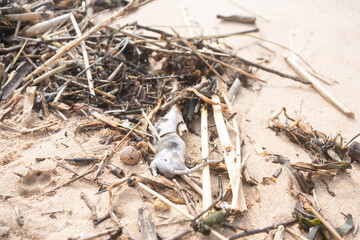 Close-up of deceased rat on sandy beach with flies, surrounded by beach litter, depicting...