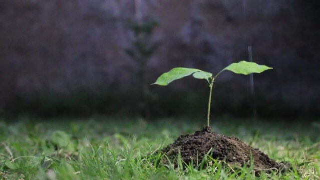 Plantaci&oacute;n de &aacute;rboles por la deforestaci&oacute;n. El hombre con su mano riega el brote del &aacute;rbol Omb&uacute;, de la Pampa de sudam&eacute;rica,  para reponer los &aacute;rboles perdidos por los incendios y la depredaci&oacute;n.