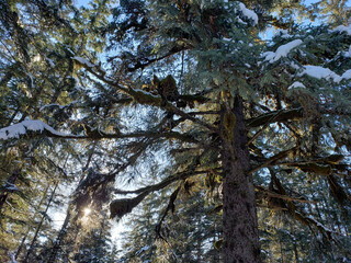 Sun through the forest with an old growth spruce tree in winter.