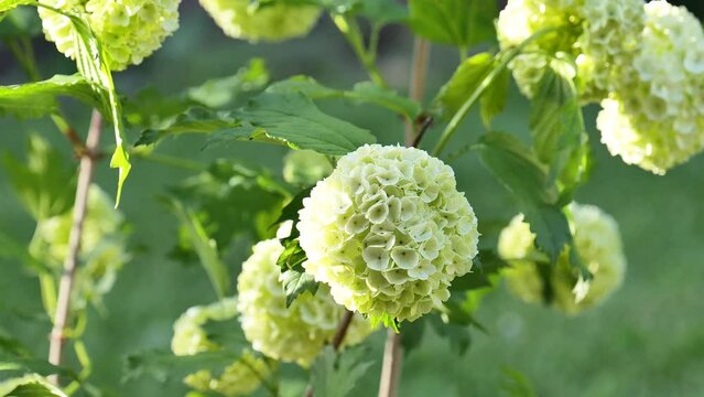 White flower balls of viburnum buldenezh in the spring garden. flower pom poms. White flowering shrubs. Beautiful floral nature background. 4k footage