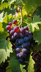 Red ripe grapes on vine closeup