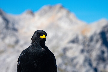 Alpine Chough on the summit of Mountain by hiking trail in Slovenia - Slovenian Wildlife