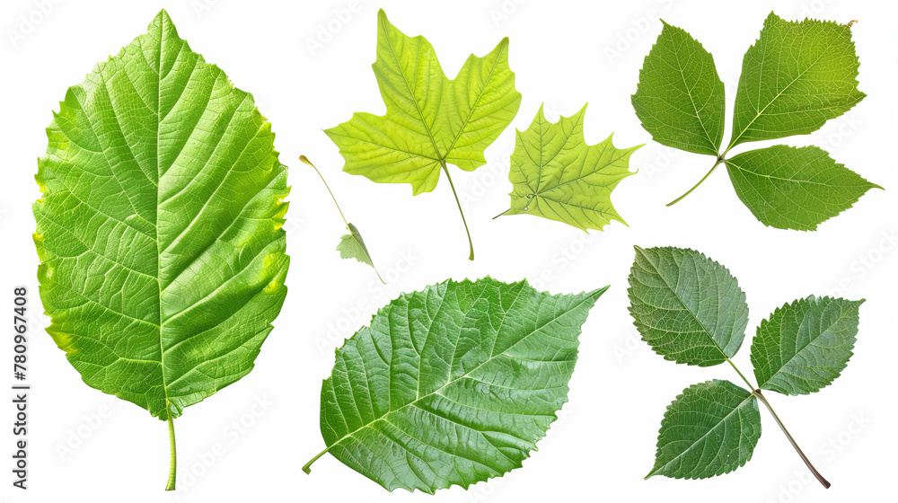 Aufkleber the image shows a man creating a realistic image on a white background with leaves, using advanced t