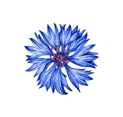 Obraz premium Watercolor illustration of blue cornflower flower. Botanical composition element isolated from background. Suitable for cosmetics, aromatherapy, medicine, treatment, care, design, cooking,