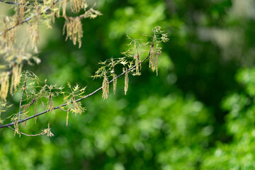 Spring live oak tree with hanging catkins pollen with a shallow depth of field and copy space