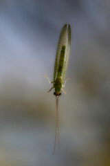 Macro closeup of an isolated young common green lacewing insect 