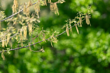 Spring live oak tree with hanging catkins pollen with a shallow depth of field and copy space